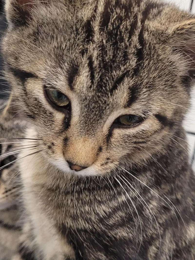 A baby medium-sized male Tabby cat named Liberty for adoption in Morris, MN