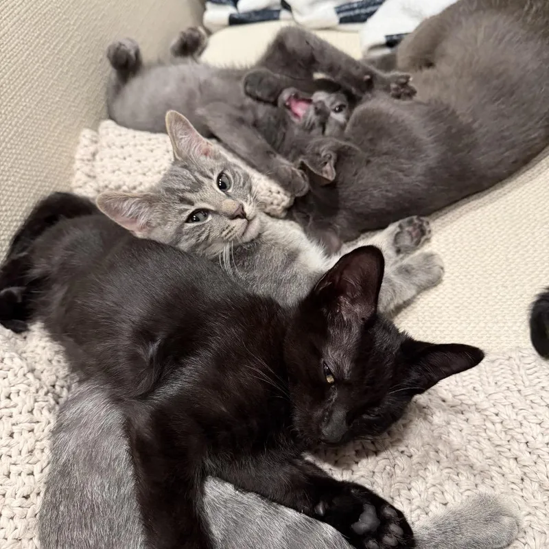 A baby small-sized female Black Domestic Short Hair cat named Nieve for adoption in Los Angeles, CA