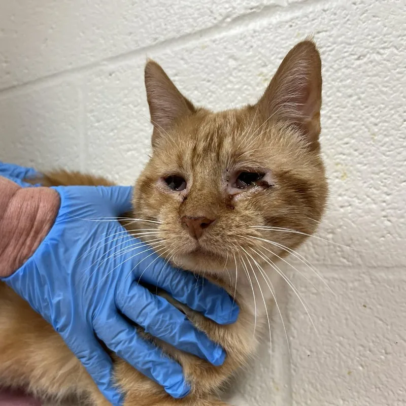 An adult medium-sized male Domestic Short Hair cat named George for adoption in Verona, VA