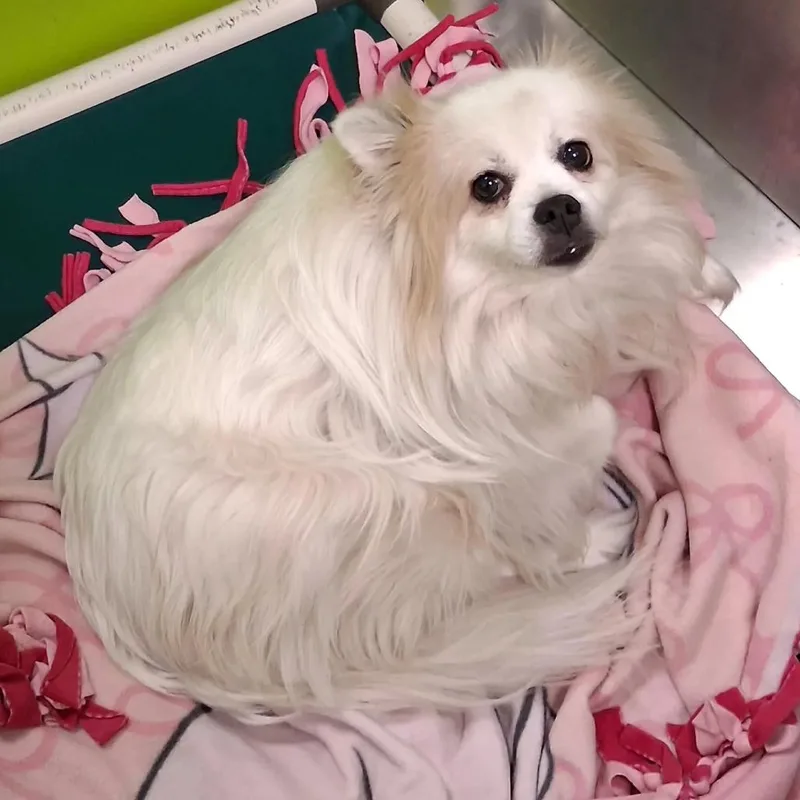 An adult small-sized male White / Cream Pomeranian dog named Cooper for adoption in Spokane, WA