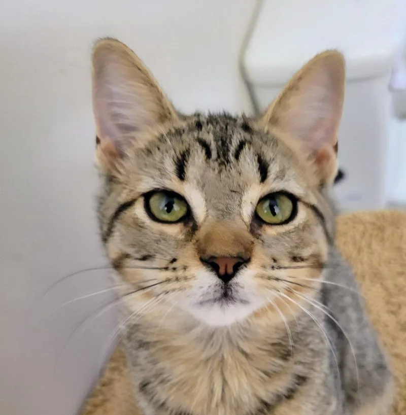 A baby medium-sized female Domestic Short Hair cat named Ledyba for adoption in Evans, GA