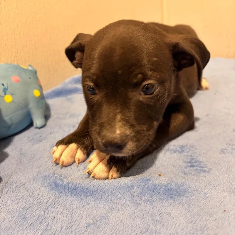 A baby medium-sized male Black Labrador Retriever dog named Starfish for adoption in Tampa, FL