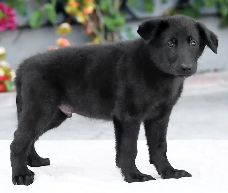 Bogart von Bexbach