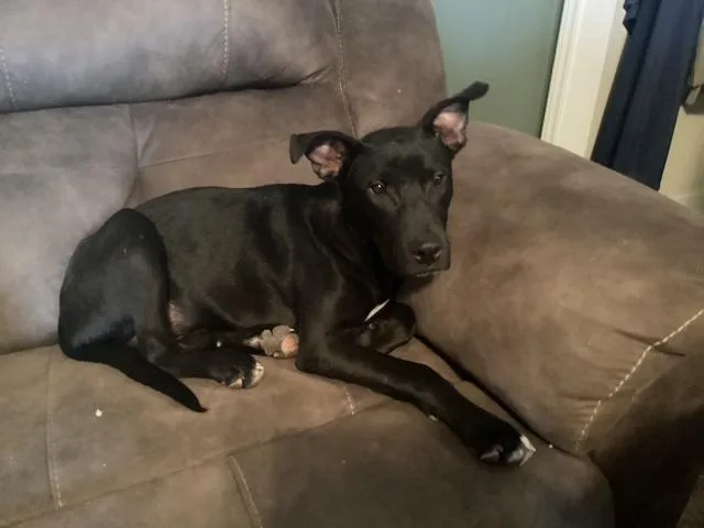 A young medium-sized male Black Terrier dog named Bailey for adoption in Hillsborough, NJ