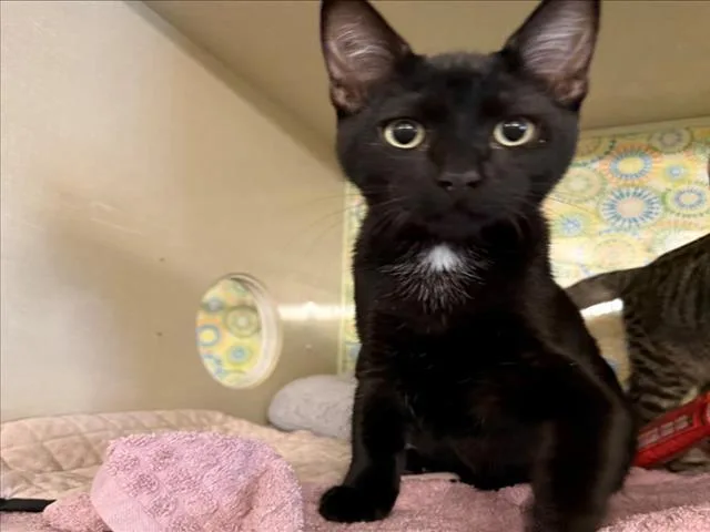 A baby small-sized male Black & White / Tuxedo Domestic Short Hair cat named Fir for adoption in Woodland, CA