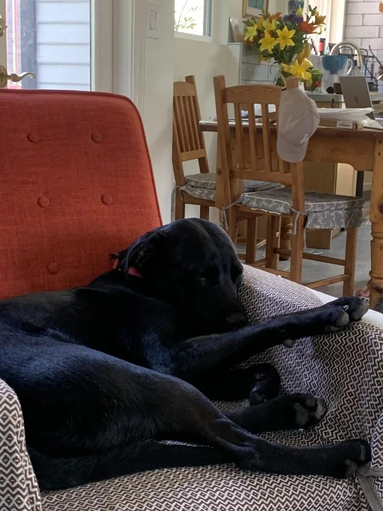 A young large-sized male Tricolor (Brown, Black, & White) Labrador Retriever dog named Junior for adoption in Wildomar, CA