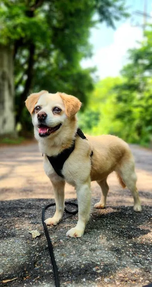 A senior small-sized female Jindo dog named Emma for adoption in Long Island City, NY