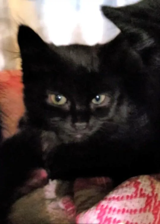 A baby small-sized male Domestic Medium Hair cat named Froggy for adoption in Los Angeles, CA