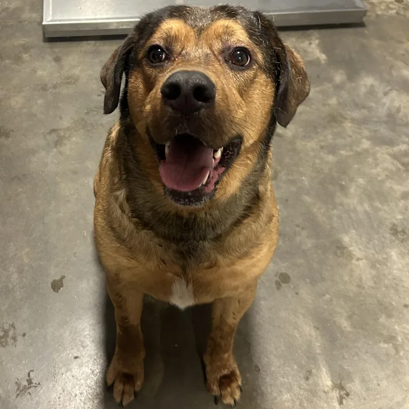 An adult extra large-sized male Brown / Chocolate Mountain Cur dog named Elvis for adoption in Cabot, AR