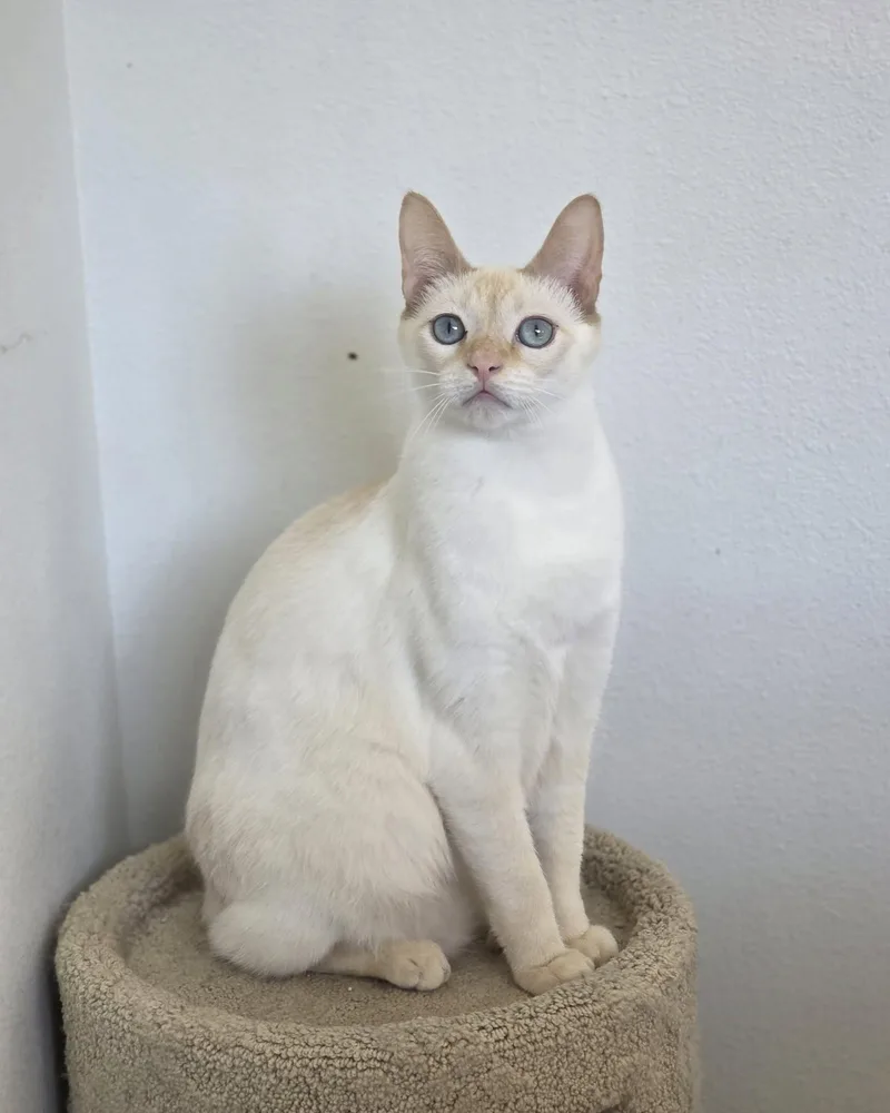 A young medium-sized male Domestic Short Hair cat named Liam for adoption in Oakville, WA