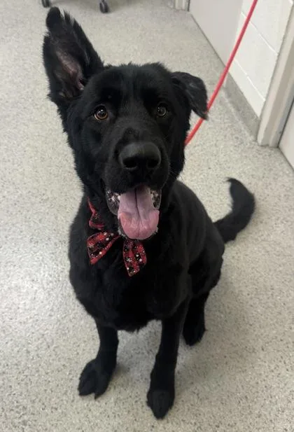 An adult large-sized male German Shepherd Dog dog named Niko for adoption in Fishers, IN