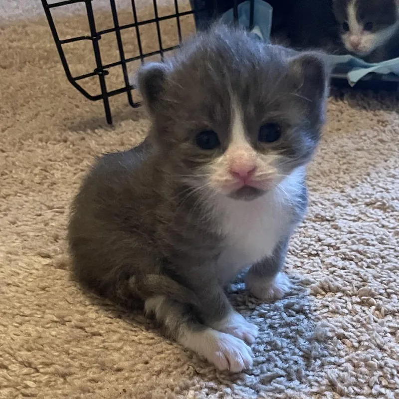 A baby small-sized male Gray / Blue / Silver Domestic Medium Hair cat named Aubie for adoption in Winston Salem, NC