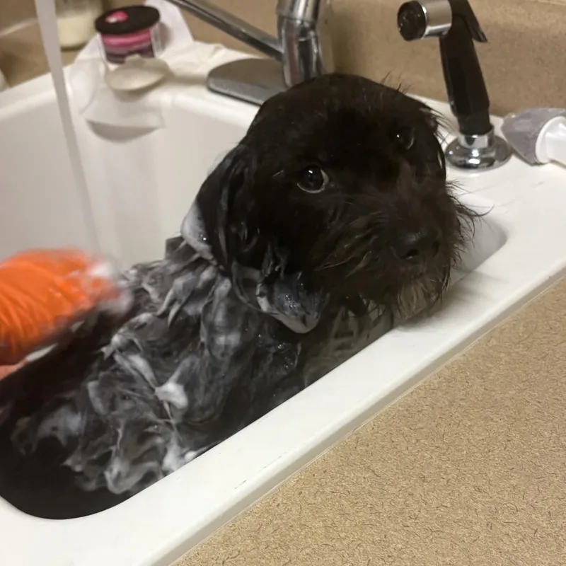 Rascal thumbnail 2