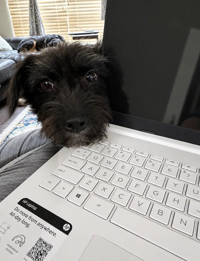 Rascal thumbnail 3