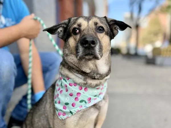 An adult medium-sized female Mixed Breed dog named Shale for adoption in New York, NY