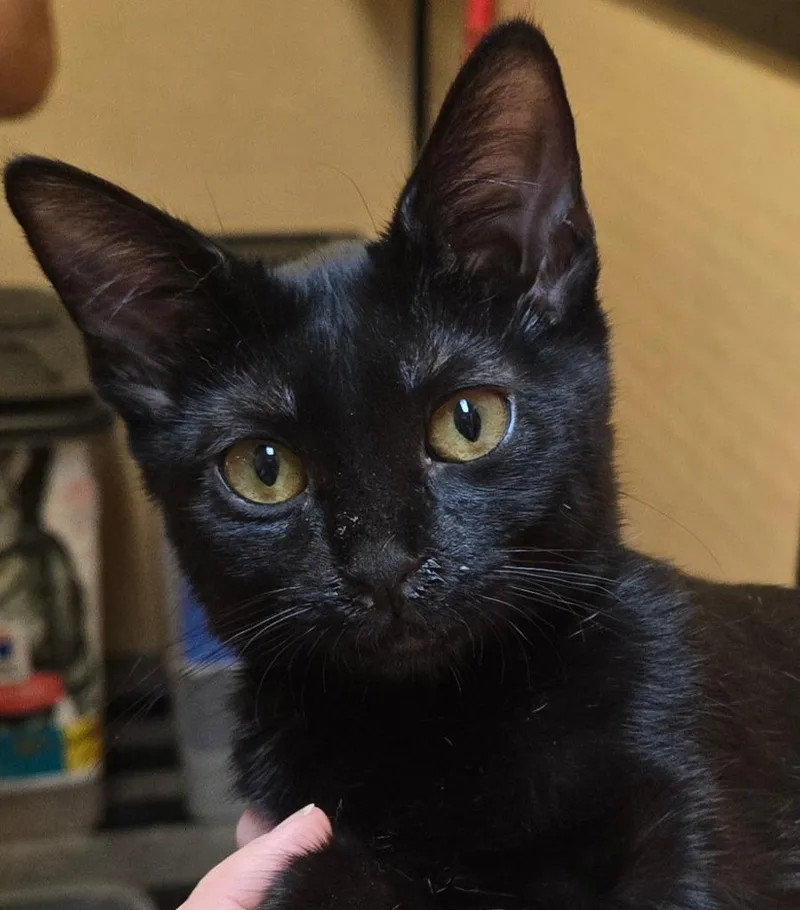 A baby small-sized female Bombay cat named Dahlia for adoption in San Antonio, TX
