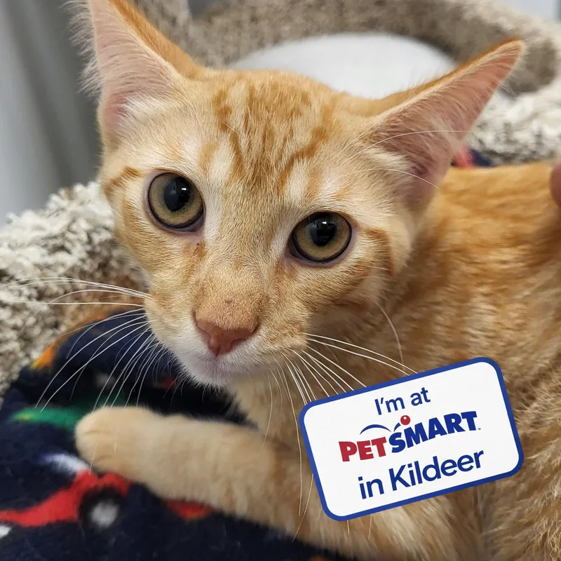 A baby medium-sized male Tabby (Orange / Red) Domestic Short Hair cat named Flamin' Hot for adoption in Grayslake, IL