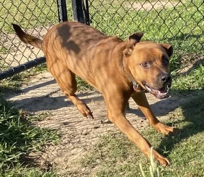 A young large-sized male Terrier dog named Shenzi for adoption in Conway, SC