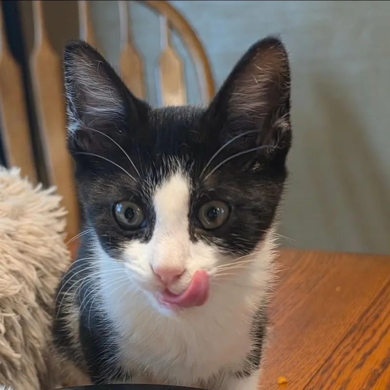 A baby medium-sized female Black & White / Tuxedo Domestic Short Hair cat named Chile for adoption in Warr Acres, OK