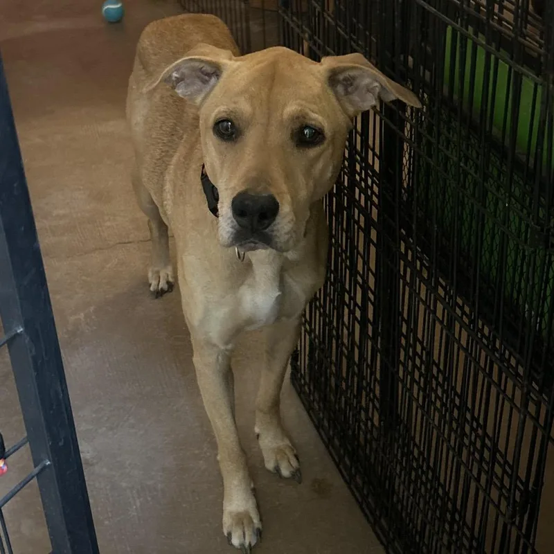 An adult medium-sized female Yellow / Tan / Blond / Fawn Yellow Labrador Retriever dog named Penne for adoption in Flagstaff, AZ