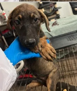 A baby medium-sized female Shepherd dog named Leafeon for adoption in West Chester, PA
