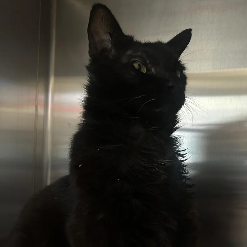 A senior large-sized male Black Domestic Short Hair cat named Chairman Meow for adoption in Austin, TX