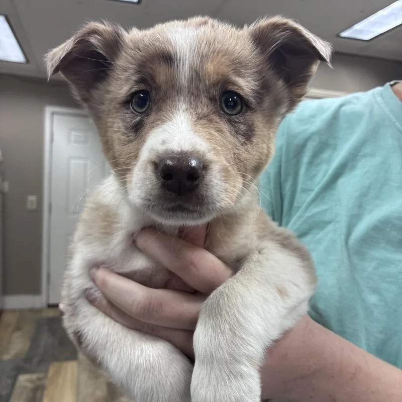 Ny Farrah Faucet Avail thumbnail 2