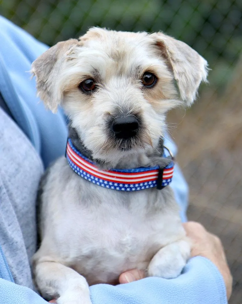 An adult small-sized male White / Cream Maltese dog named Costanza for adoption in Kansas City, KS