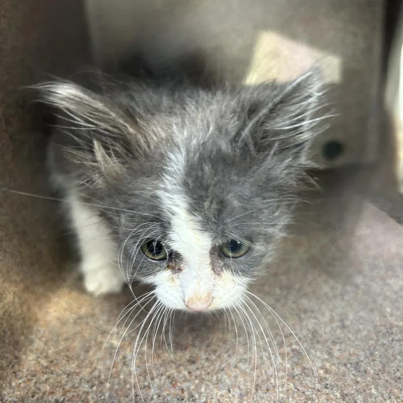 A baby small-sized male Gray / Blue / Silver Domestic Short Hair cat named Bona for adoption in Greensboro, NC