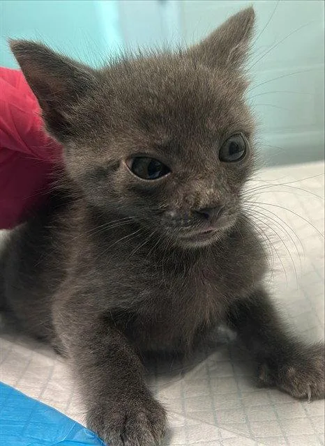 A baby small-sized male Gray / Blue / Silver Domestic Short Hair cat named Pickle for adoption in Tavares, FL