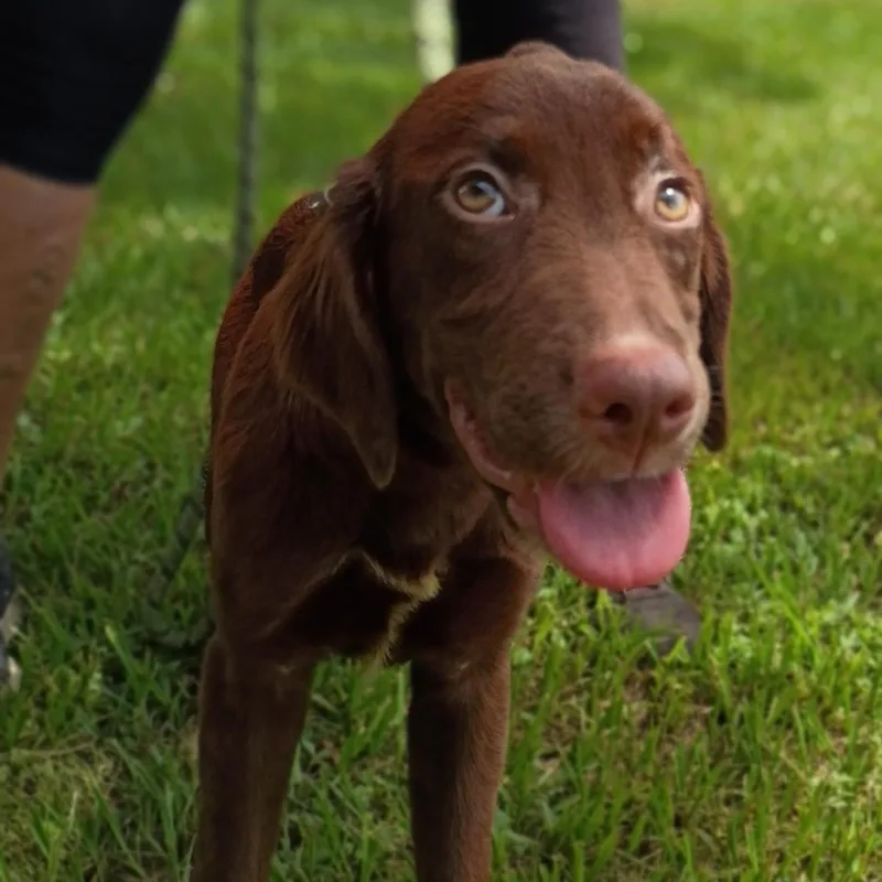 Willow thumbnail 3