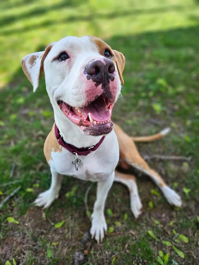 A young large-sized male Great Dane dog named Kolby for adoption in Bowie, MD