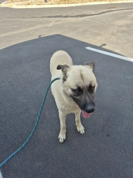 An adult large-sized male German Shepherd Dog dog named Pen c Fred for adoption in Lawrenceville, GA