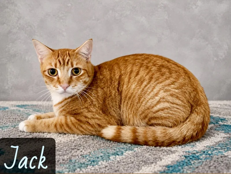A young medium-sized male Orange & White Domestic Short Hair cat named Jack for adoption in Englewood, FL