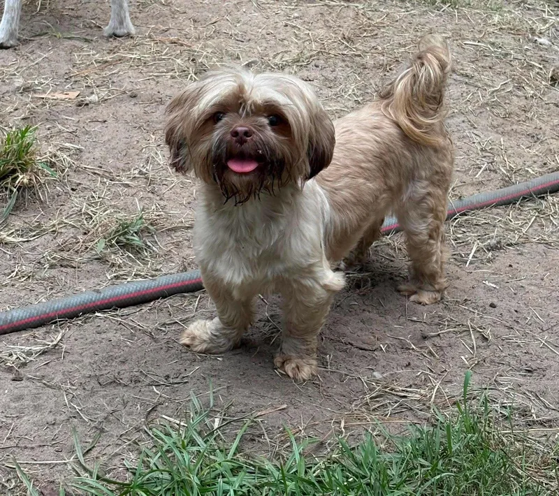 An adult small-sized female Shih Tzu dog named Stacy for adoption in Mount Pleasant, SC