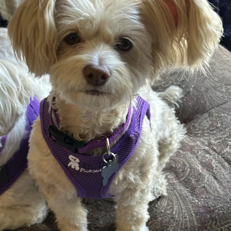 A young small-sized female White / Cream Bichon Frise dog named Bubbly Bailey And Noteworthy for adoption in Carlsbad, CA