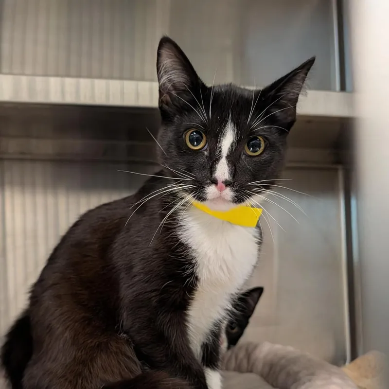 A young medium-sized female Black Domestic Short Hair cat named Egypt for adoption in League City, TX