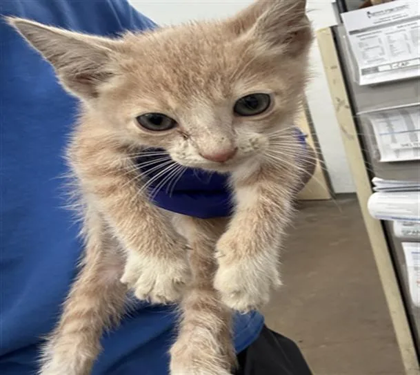A baby medium-sized male Domestic Short Hair cat named Nita for adoption in Dallas, TX