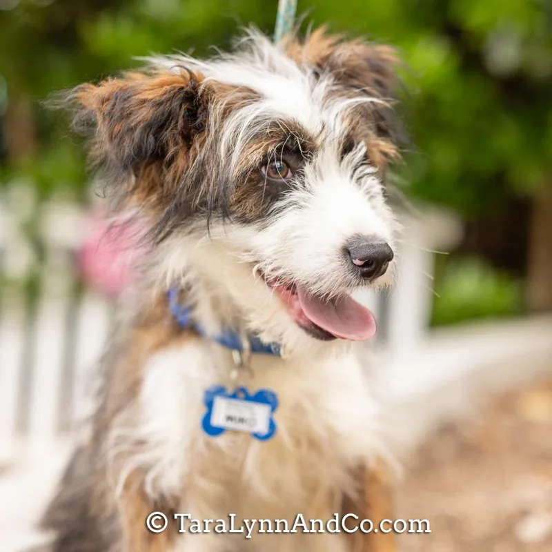 A baby small-sized male Brown / Chocolate Wirehaired Terrier dog named Miko for adoption in Wake Forest, NC