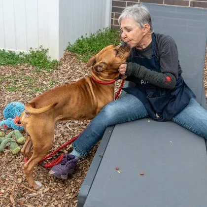 An adult large-sized male Mixed Breed dog named Miles Davis for adoption in Chamblee, GA