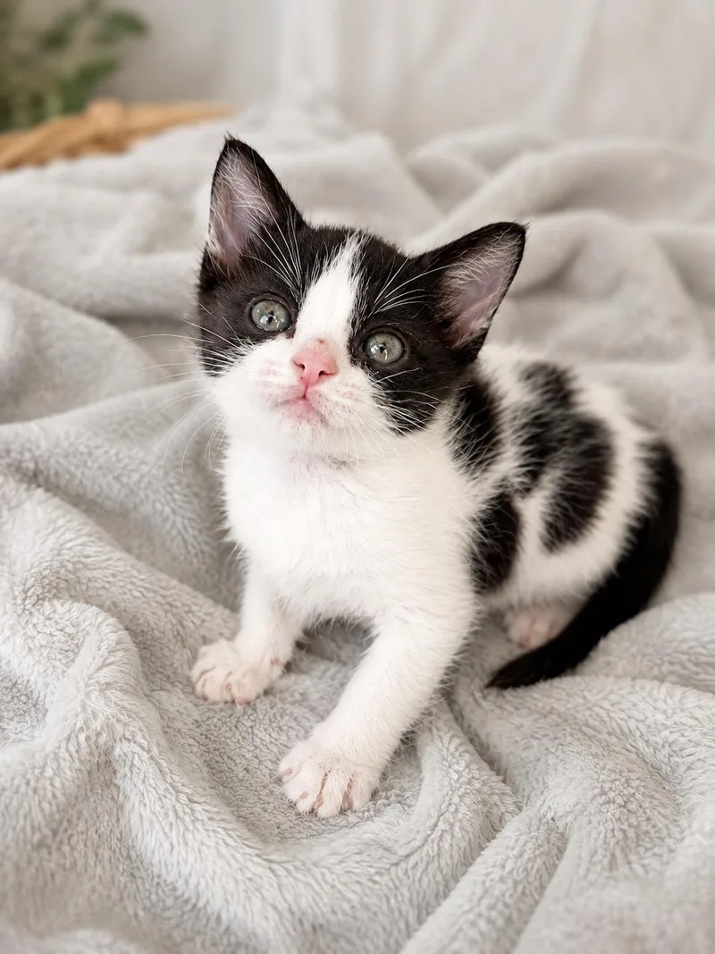 A baby small-sized female Domestic Short Hair cat named Layla for adoption in Long Beach, CA