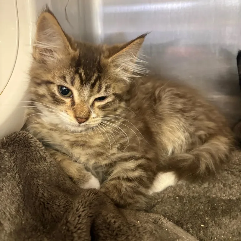 A baby small-sized female Brown / Chocolate Domestic Long Hair cat named Sally for adoption in Spokane, WA