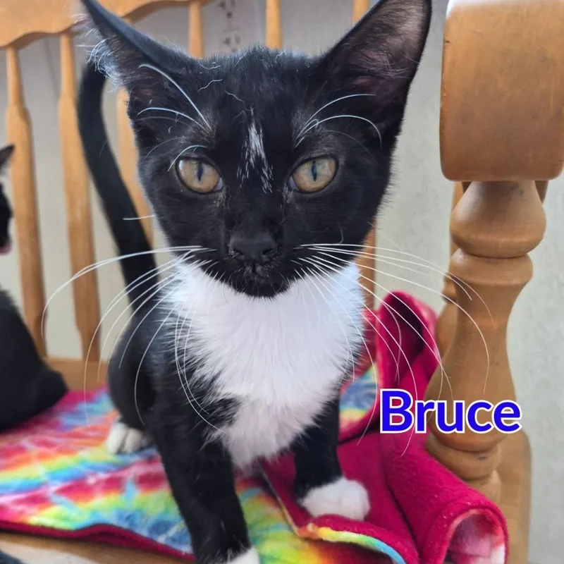A baby medium-sized male Domestic Short Hair cat named Bruce for adoption in North Saint Paul, MN