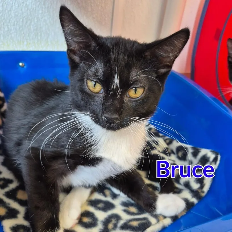 Bruce thumbnail 2