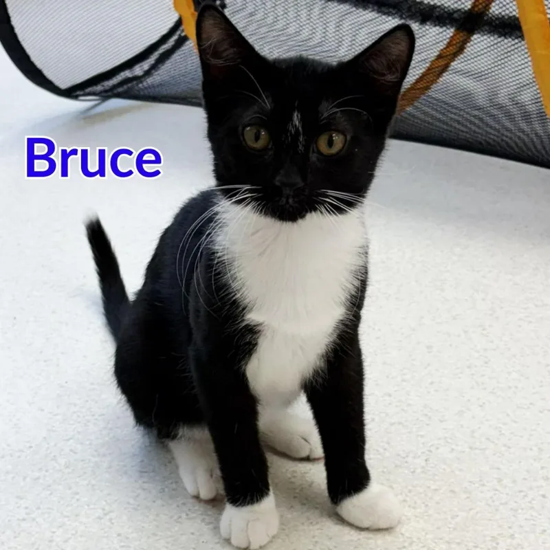 Bruce thumbnail 3