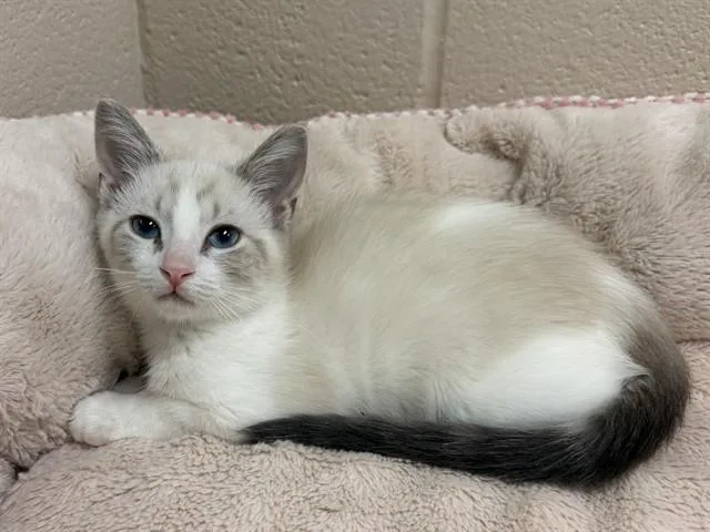 A baby small-sized female Domestic Short Hair cat named Fiona for adoption in Louisville, KY