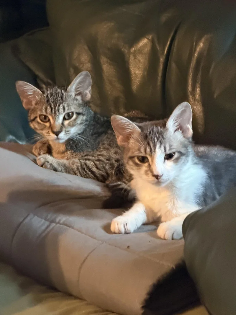A baby medium-sized female Gray & White Domestic Short Hair cat named Misty for adoption in Oviedo, FL