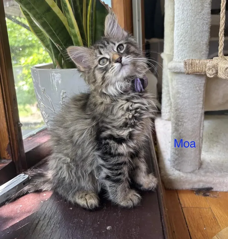 A baby small-sized male Tabby (Buff / Tan / Fawn) Domestic Medium Hair cat named The Big Bird Litter for adoption in Weehawken, NJ
