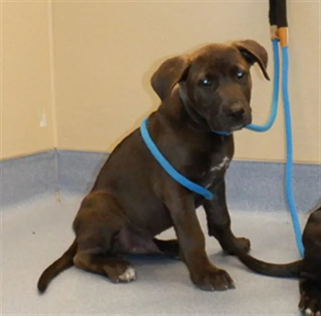 A baby small-sized male German Shepherd Dog dog named Thumper for adoption in San Jose, CA