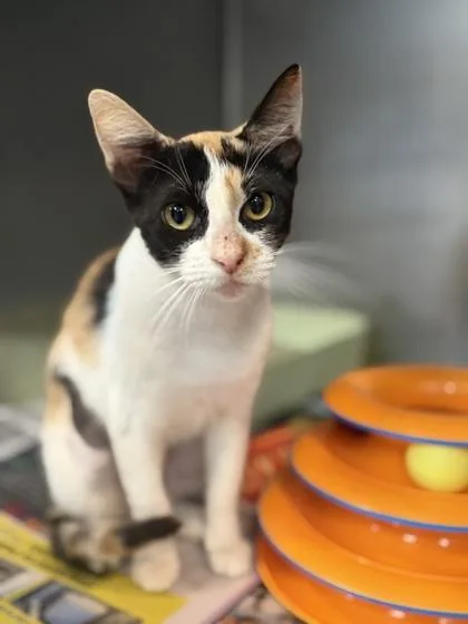 A young medium-sized female Domestic Short Hair cat named Sunshine for adoption in Daytona Beach, FL
